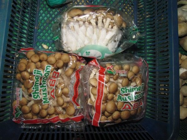 Грибы шимеджи грибы в таиланде