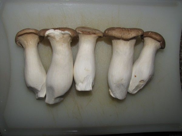 грибы еринги грибы в таиланде