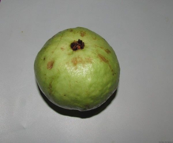 плод гуавы guava