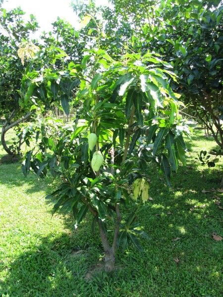 дерево манго в таиланде