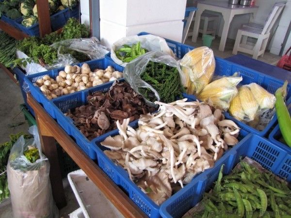 грибы в таиланде соломенные грибы вешенки устричные грибы