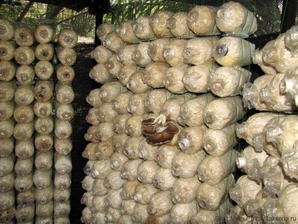 грибы в тайской кухне устричные вешенки растут