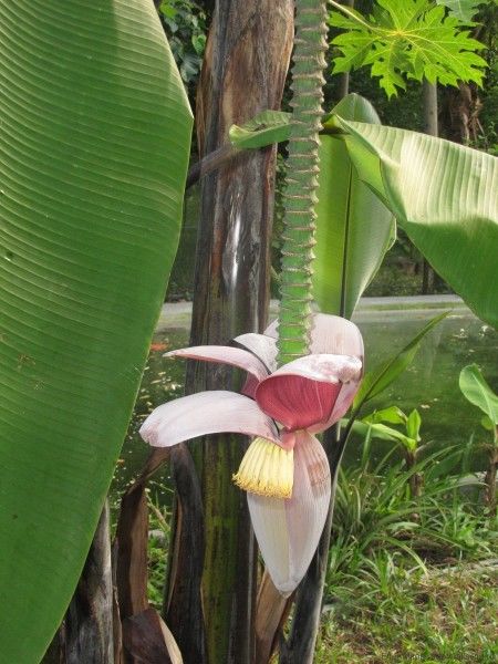 тайский банан цветок банана