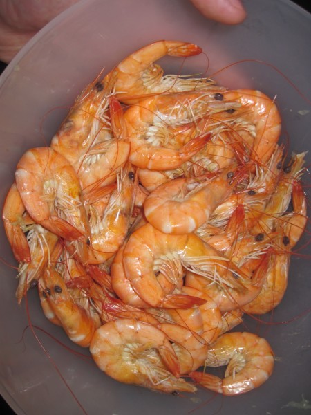 отваренные креветки блюда из рыбы и морепродуктов в таиланде