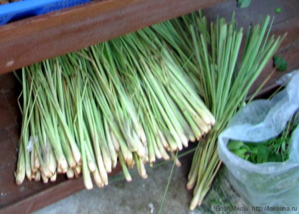 Приправы и овощи тайской кухни (фото) лемонграсс