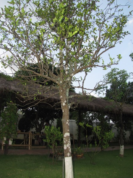 Дерево кафрского лайма