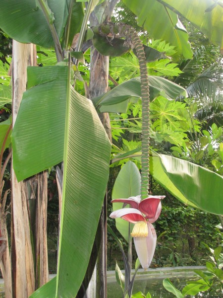 Цветение банана