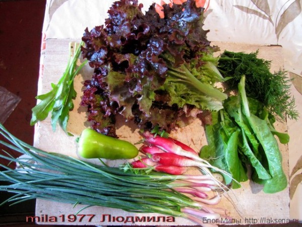 салат из зелени и овощей дачная свежесть