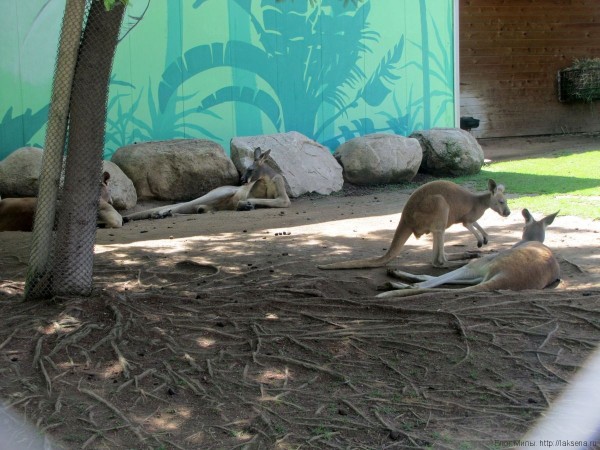 кенгуру зоопарк барселоны