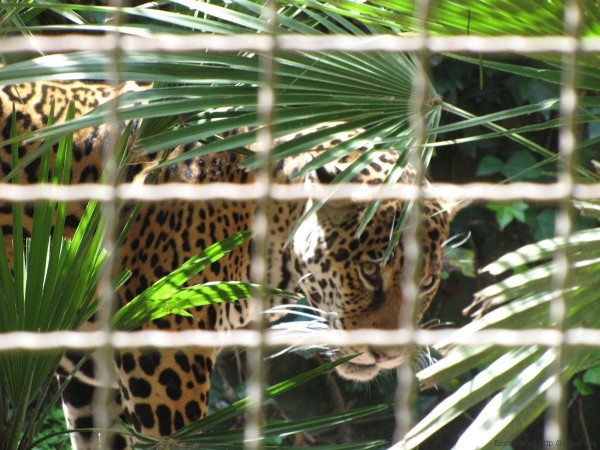 леопард зоопарк барселоны