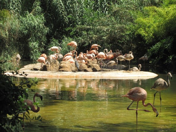фламинго зоопарк барселоны