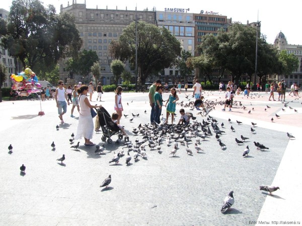 голуби на площадь Каталонии в барселоне