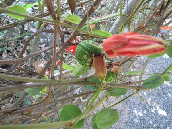 плод passiflora coccenia