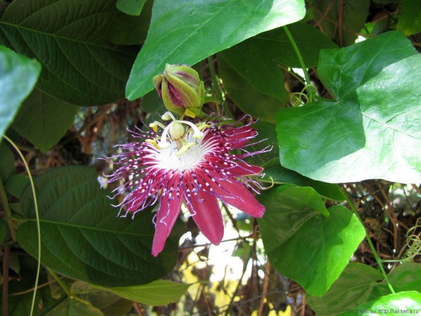 тайская маракуйя цветок