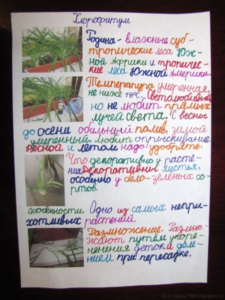 проект по окружающему миру 1 класс Комнатные растения