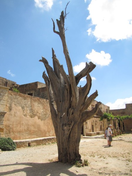 оливковое дерево монастырь аркади
