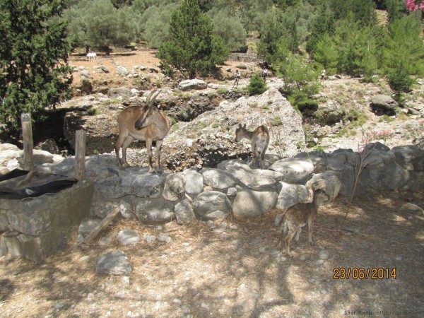 экскурсия в самарийское ущелье кри-кри критская горная коза