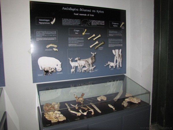 Экскурсии для детей на Крите - Веселое приключение музей природы крита музей естественной истории крита окаменелости