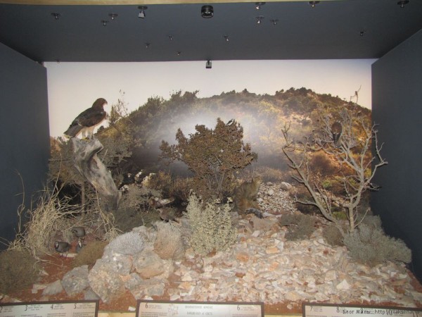Экскурсии для детей на Крите - Веселое приключение музей природы крита музей естественной истории крита диарамы про животных