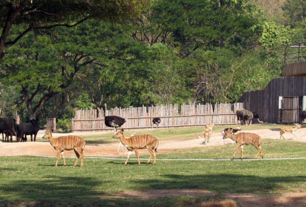 Зоопарк Кхао Кхео антилопы