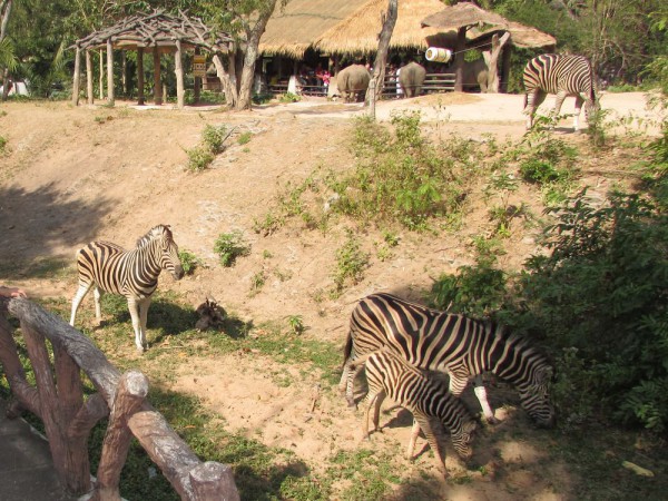 Зоопарк Кхао Кхео зебры