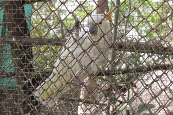 Зоопарк Кхао Кхео попугай