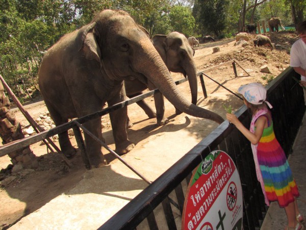 Зоопарк Кхао Кхео слоны