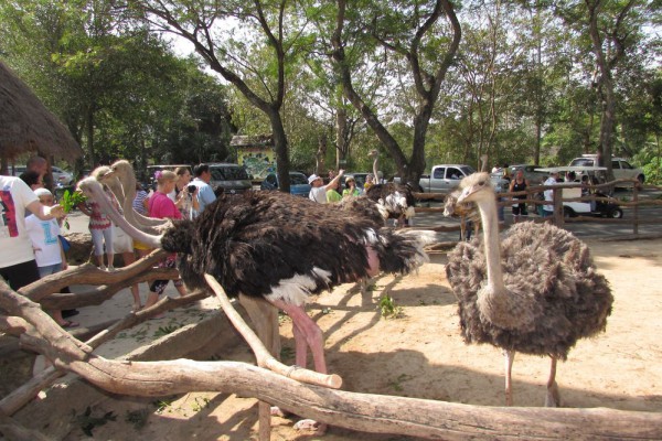 Зоопарк Кхао Кхео страусы