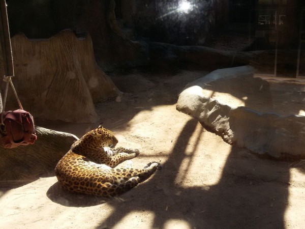 Зоопарк Кхао Кхео леопард