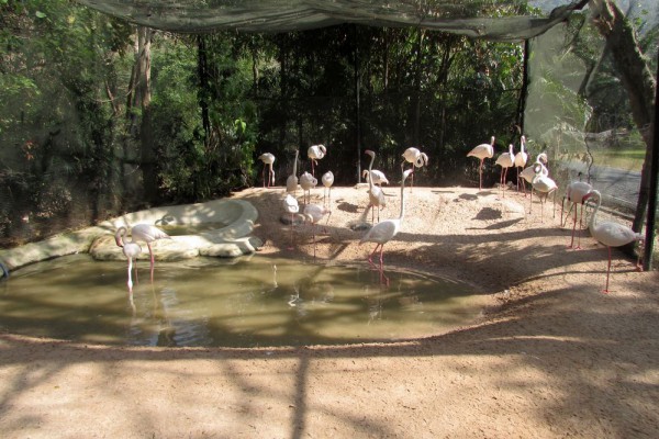 Зоопарк Кхао Кхео фламинго