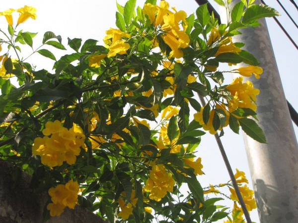 цветы таиланда Текома прямостоячая (Tecoma stans)