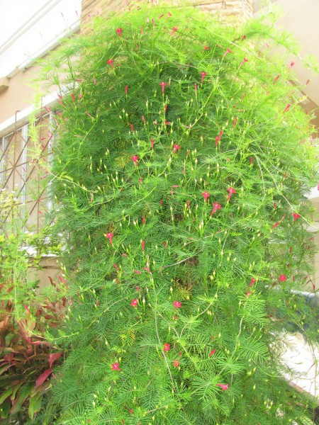 цветы таилада Квамоклит перистый, “кипарисная лиана” — Ipomoea quamoclit 