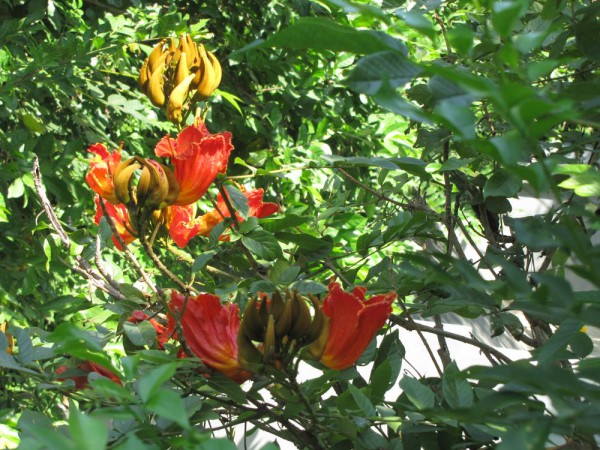 цветы таиланда Спатодея: африканское тюльпанное дерево Спатодея колокольчатая (Spathodea Сompanulata)