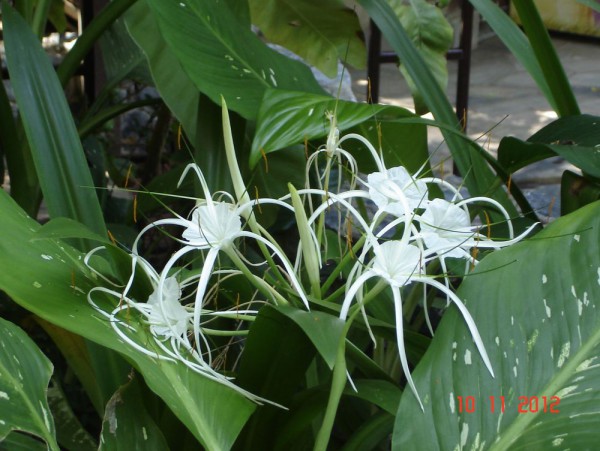 цветы таиланда Гименокаллис
