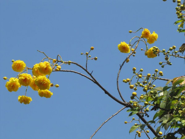 цветы таиланда Кохлоспермум королевский