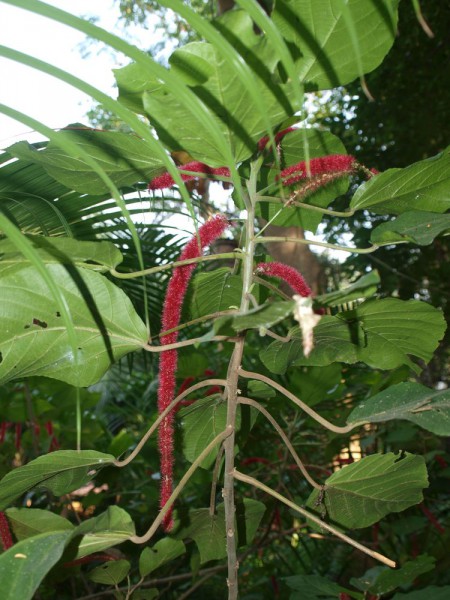 цветы таиланда Акалифа щетинисто-волосистая (Acalypha hispida