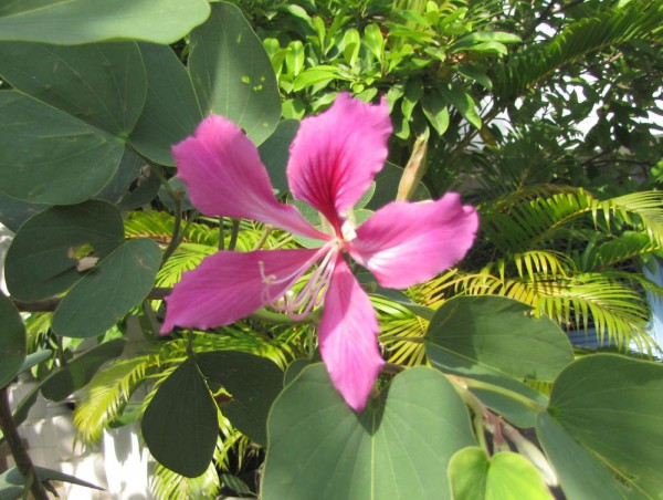 цветы таиланда Баухинья пурпурная, Bauhinia purpurea