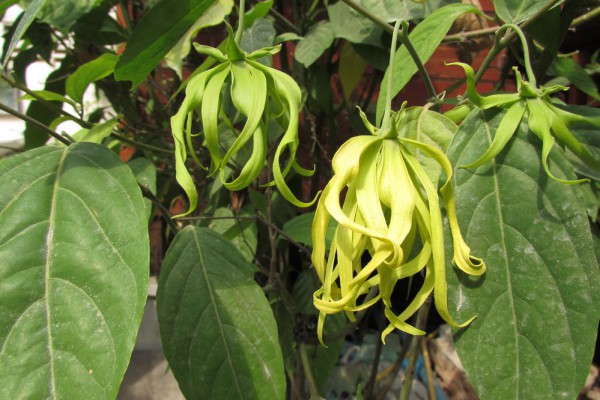 цветы таиланда Cananga odorata, или Иланг-Иланг