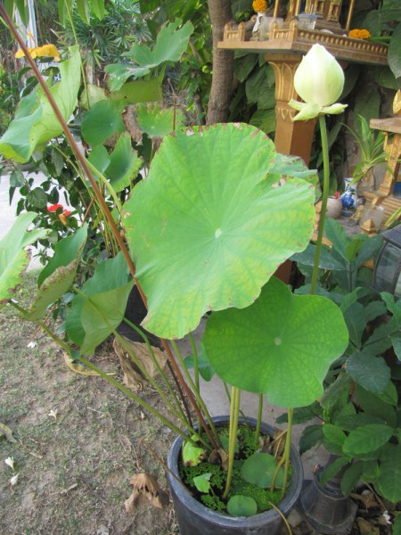 Лотос орехоносный, Nelumbo nucifera, Asiatic lotus