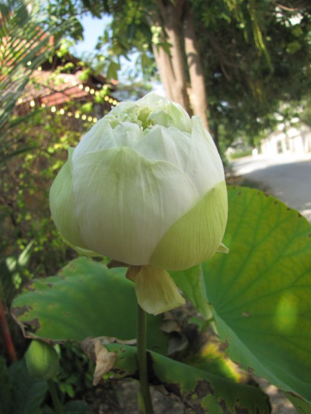 Лотос орехоносный, Nelumbo nucifera, Asiatic lotus