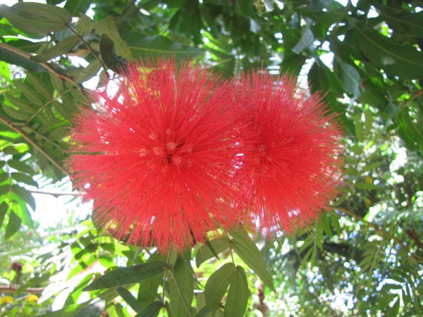 цветы таиланда Calliandra haematocephala - каллиандра красноголовая