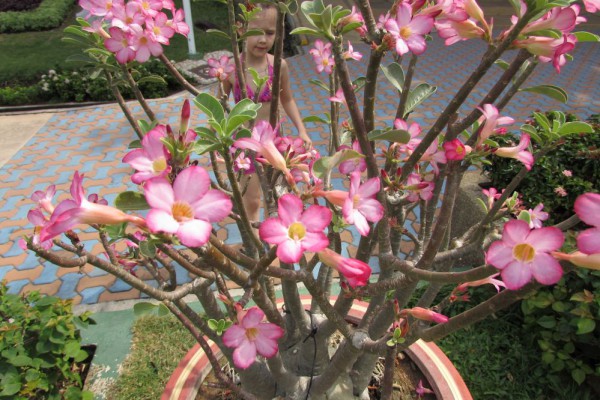 Адениум, Adenium цветы таиланда