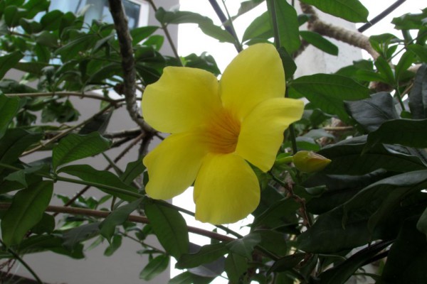 цветы таиланда Алламанда слабительная, Allamanda cathartica