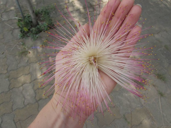 Баррингтония азиатская (Barringtonia asiatica) цветы таиланда