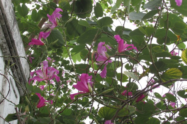 Баухинья пурпурная, Bauhinia purpurea