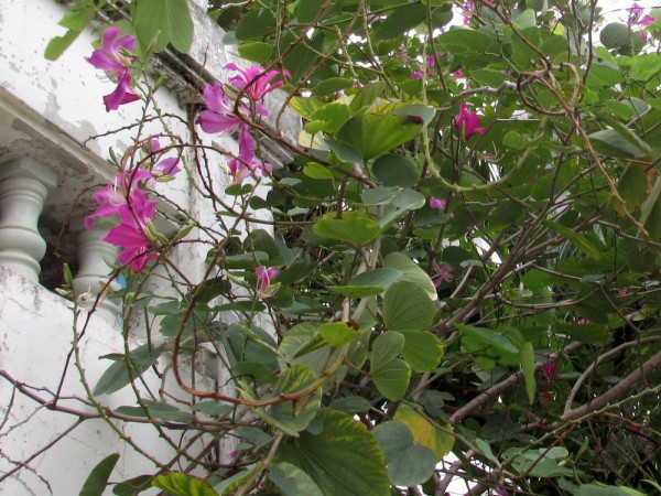 Баухинья пурпурная, Bauhinia purpurea