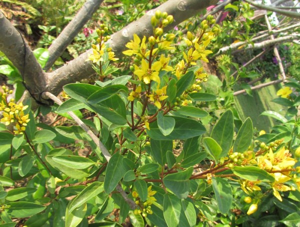 Гальфимия сизая (Galphimia glauca) цветы таиланда