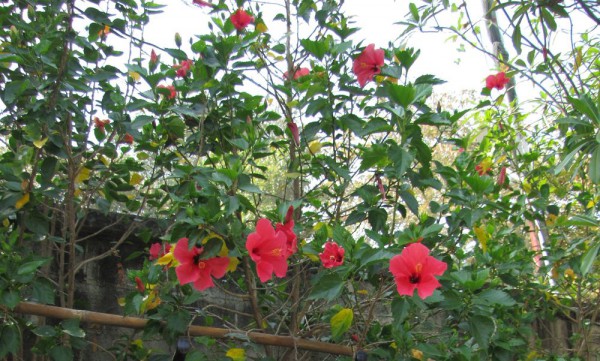 Гибискус, китайская роза, Hibiscus rosa-sinensis