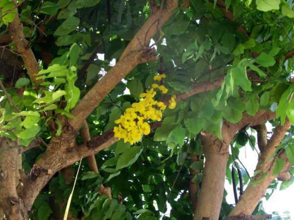 Кассия трубчатая (лат. Cassia fistula), Золотой дождь цветы таиланда