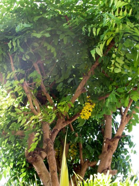 Кассия трубчатая (лат. Cassia fistula), Золотой дождь цветы таиланда